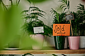 Plants for sale in plant shop, one showing a Sold sign