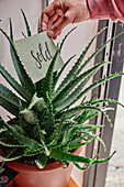 Verkauft-Schild an einer Pflanze in einem Blumenladen