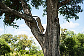 Ein weiblicher Leopard, Panthera pardus, steigt von einem Baum herab. 