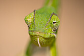 Nahaufnahme eines Chamäleongesichts, Chamaeleonidae.