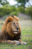 Nahaufnahme eines männlichen Löwen, Panthera leo, direkter Blick. 