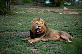A male Lion, Panthera leo, yawning with his tongue out. _x000B_