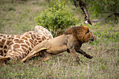 Männlicher Löwe, Panthera leo, vertreibt Geier von einem Giraffenkadaver.
