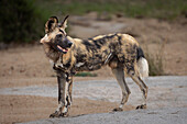 Wild dog, Lycaon pictus, on a boulder, looking to the side. _x000B_