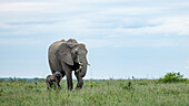 Eine Elefantin und ihr Kalb, Loxodonta Africana, gehen zusammen im langen Gras. 