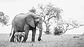 Eine Elefantin und ihr Kalb, Loxodonta Africana, gehen gemeinsam im hohen Gras spazieren. In Schwarz und Weiß.