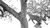 Ein Leopard, Panthera pardus, springt zwischen Ästen, in Schwarz und Weiß. 