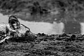 A close-up of a wild dog, Lycaon pictus, lying next to a dam, side profile. In black and white._x000B_