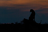 Silhouette eines Geparden, Acinonyx jubatus, der auf einem umgestürzten Baum sitzt. 