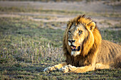 Ein männlicher Löwe, Panthera leo, liegend im goldenen Licht. 