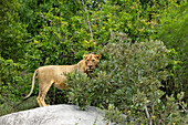 Ein subadulter männlicher Löwe, Panthera leo, stehend auf einem Felsen. 