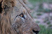 Eine Nahaufnahme des Auges eines männlichen Löwen, Panthera leo.
