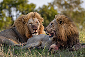 Zwei männliche Löwen, Panthera leo, liegen zusammen und fressen eine Beute. 