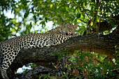Ein weiblicher Leopard, Panthera pardus, der auf einem Ast liegt. 