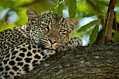A female leopard, Panthera pardus, lying down on a branch. _x000B_