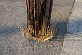 A wooden telephone pole and weeds as base, surrounded by concrete.