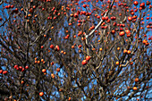 Ein fruchttragender Krabbenapfelbaum im Winter, rote Krabbenäpfel. 