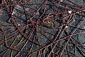 Tangled blackberry branches on a pavement.