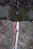 A crack between flagstones painted with a white line, on a concrete sidewalk surface. 