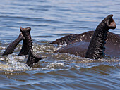 Afrikanische Elefanten, Chobe-Nationalpark, Botswana