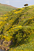 Africa, Ethiopian Highlands, Western Amhara, Meskel flowers, (Yadey abeba). Countryside with Meskel flowers in full bloom.