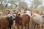 Africa, Ethiopia, Omo River Valley, South Omo, Hamer tribe. Typical cattle of the Hamer with distinctive markings as brands.