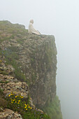 People on the cliff in morning mist, Simien Mountain, Ethiopia