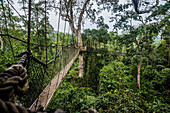 Überquerung der 7 Brücken hoch oben im Kakum-Nationalwald