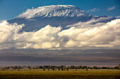 Amboseli-Nationalpark, Kenia