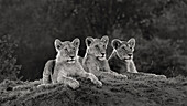 Africa, Kenya, Maasai Mara National Reserve. Three resting lions