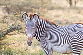 Africa, Kenya, Samburu National Game Reserve and Park, Grevy's Zebra (Equus Grevyi).