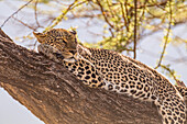 Afrika, Kenia, Samburu-Nationalreservat. Afrikanischer Leopard (Panthera pardus pardus) in einem Baum.