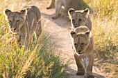 Africa, Kenya, Masai Mara National Reserve. African Lion (Panthera Leo) female with cubs.