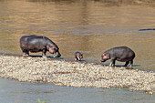 Afrika, Kenia, Masai Mara Nationalreservat, Mara-Fluss. Nilpferd (Hippopotamus amphibius). Mutter, Vater und Baby.