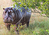 Afrika, Kenia, Masai Mara Nationalreservat. Flusspferd im Grasland. (Nilpferd amphibisch)