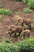 Africa, Kenya, Shompole, Aerial view of adult Elephants (Loxodonta africana) walking in Shompole Conservancy in Rift Valley