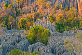 Kalksteinformationen, Strenges Naturschutzgebiet Tsingy de Bemaraha, Madagaskar