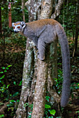 Madagascar, Ankarana, Ankarana Reserve. Crowned lemur showing off her long tail.