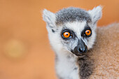 Madagaskar, Berenty, Berenty-Reservat. Ringschwanz-Lemur.