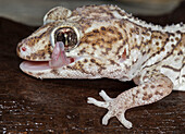 Panther or Ocelot gecko, Paroedura Pictus, washing eye, controlled conditions