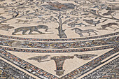 Morocco, detail of a preserved mosaic tile floor in Volubilis, a large compound of Roman ruins.