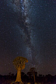 Africa, Namibia, Keetmanshoop. Quiver trees and Milky Way