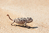 Afrika, Namibia, Swakopmund, Namaqua-Chamäleon, Chamaeleo namaquensis. Namaqua-Chamäleon beim Spaziergang auf dem Sand.