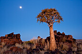 Africa, Namibia, Keetmanshoop, Quiver Tree Forest, (Aloe dichotoma), Kokerboom. Quiver trees among the rocks and grass at sunset.