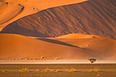 Afrika, Namibia, Namib-Wüste, Namib-Naukluft-Nationalpark, Sossusvlei, Kameldornbaum, Vachellia erioloba. Ein Baum wird von einer riesigen, hoch aufragenden roten Düne in den Schatten gestellt.