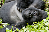 Africa, Rwanda, Volcanoes National Park. Portrait of a silverback mountain gorilla.