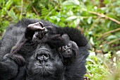 Africa, Rwanda, Volcanoes National Park. Female mountain gorilla cuddling its young.