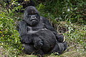 Africa, Rwanda, Volcanoes National Park. Blackback gorilla watching us.