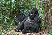 Africa, Rwanda, Volcanoes National Park. Silverback mountain gorilla sitting in a bamboo forest with a female nearby.