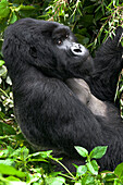 Afrika, Ruanda, Vulkan-Nationalpark. Porträt eines Silberrücken-Berggorillas.